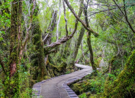 H-467 Parque Nacional Chiloé